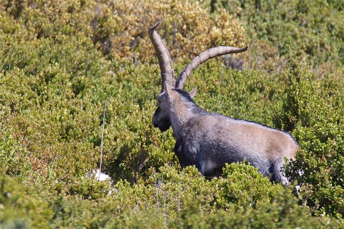 Mascle de Cabra Salvatge(Capra pyrenaica hispanica)