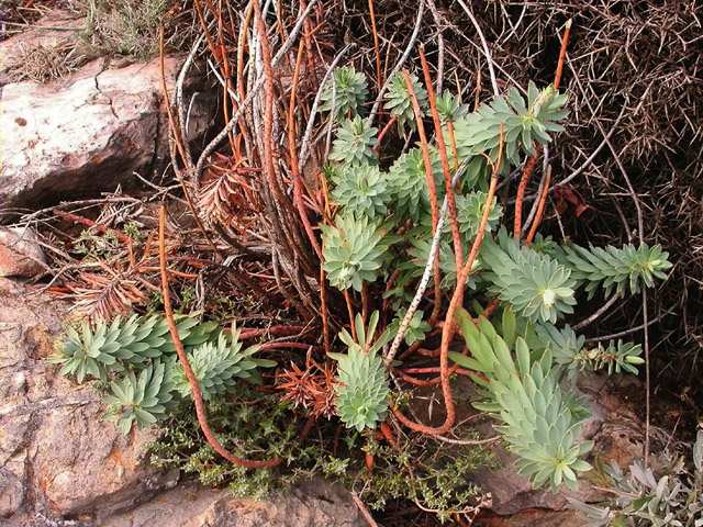 Euphorbia nicaeenensis