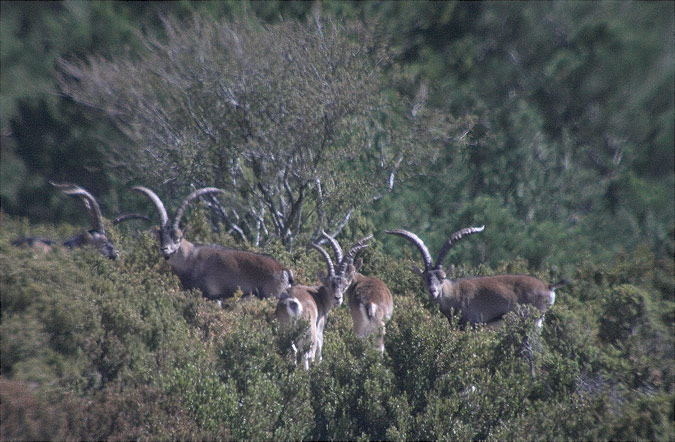 Cabres Salvatges (Capra pyrenaica hispanica)