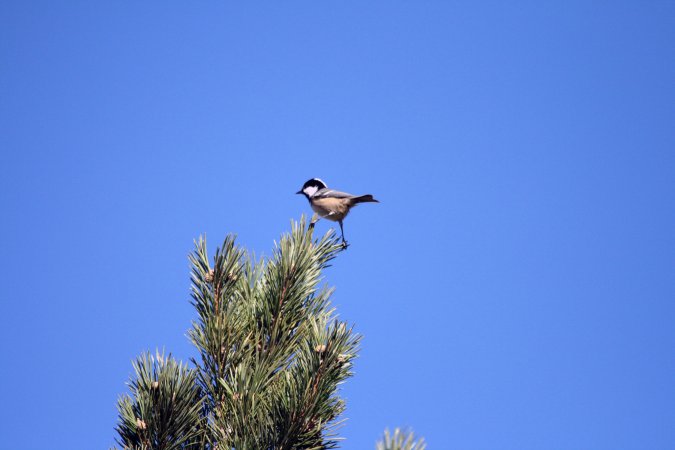 Mallerenga Petita (Parus Ater)