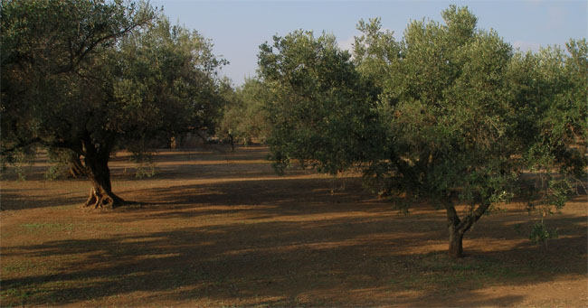 Camps d'oliveres
