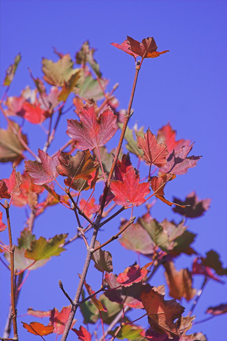 Acer opalus ssp. ganatense