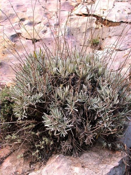 Barballò (Lavandula latifolia)