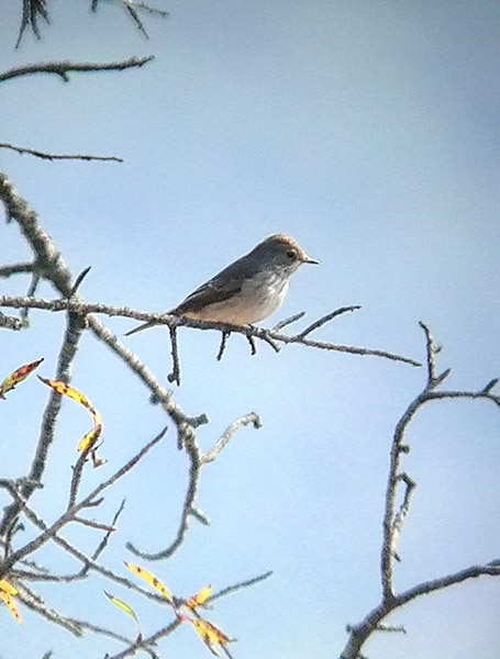 Papamoscas gris (Muscicapa striata)