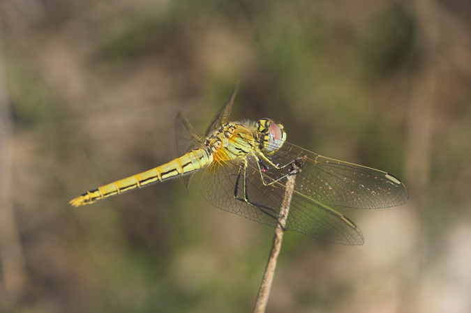 Libèl·lula (Simpetrum sp.)