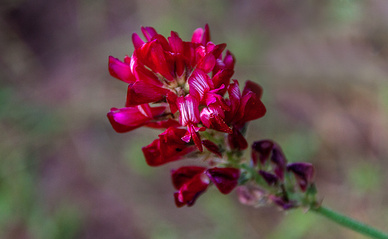 Menorca.Flors