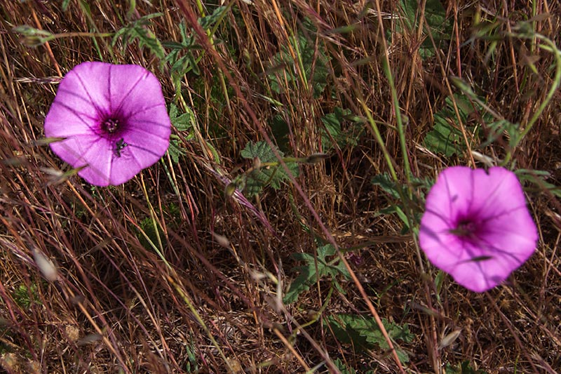 Menorca.Herba campanera: (Convolvulus althaeoides).