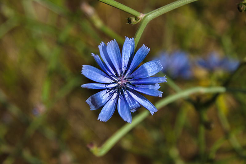 Menorca.Xicoria: (Cichorium intybus)