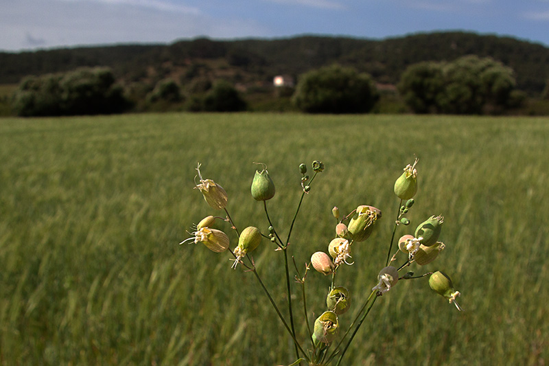 Menorca.Colitxos (Silene vulgaris).