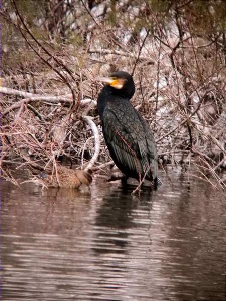 Corb marí gros (Phallocrocorax carbo)