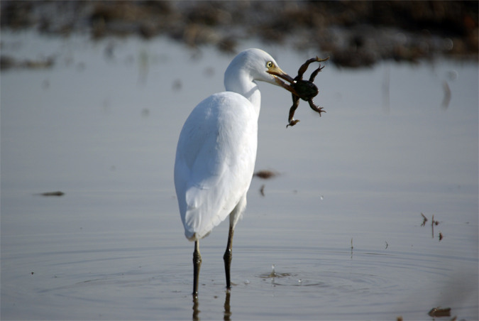 Esplugabous(Bulbucus ibis)