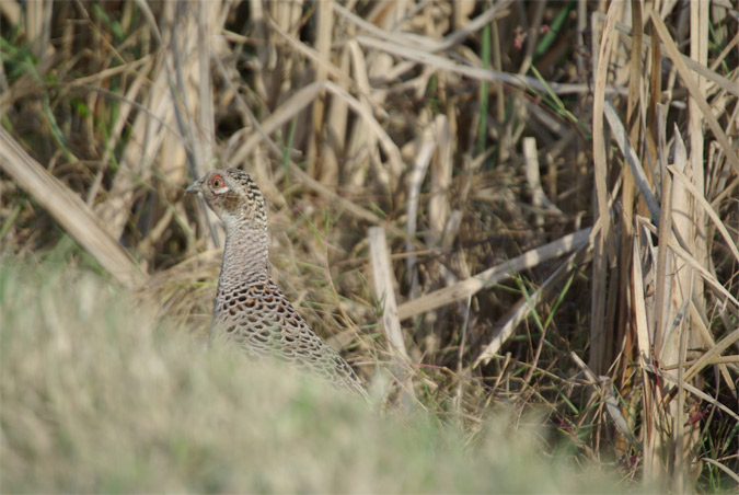 Faisá femella(Phasianus colchicus)