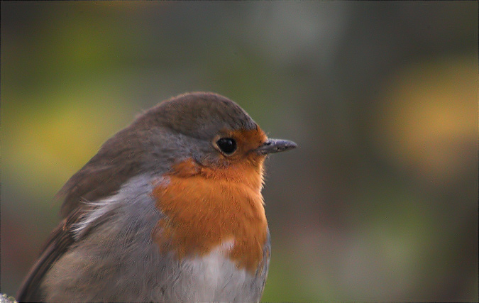 Pit- Roig (Erithacus rubecula)