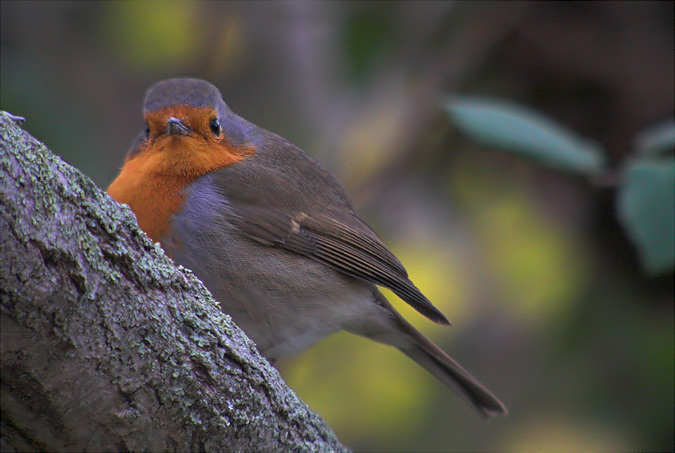 Pit- Roig (Erithacus rubecula)