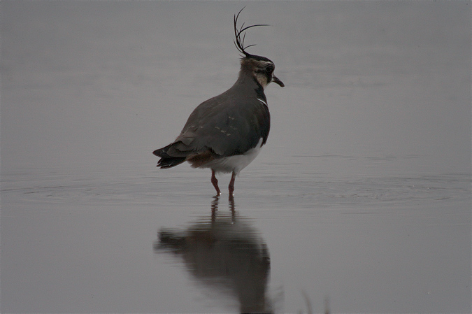 Fredeluga (Vanellus vanellus)