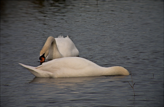 Cigne mut (Cygnus olor)