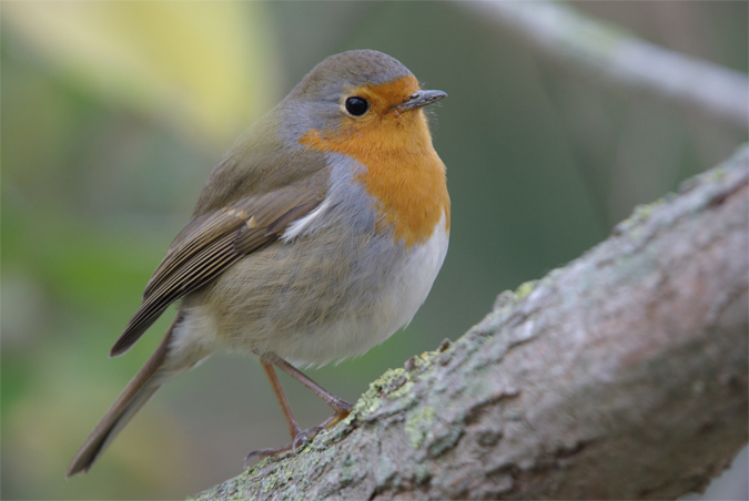 Pit- Roig (Erithacus rubecula)