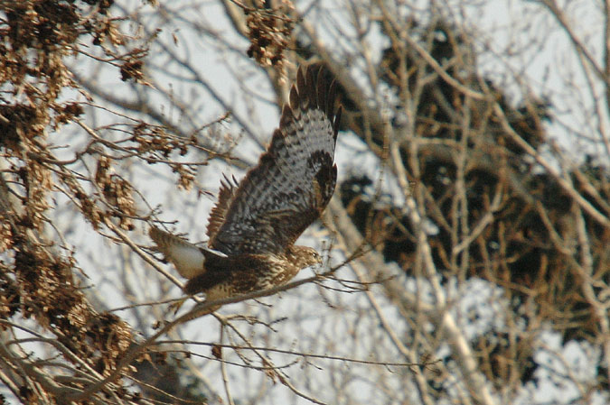 aligot comú (Buteo buteo)