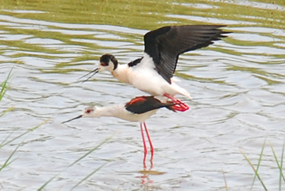 Camallarga (Himantopus himantopus)