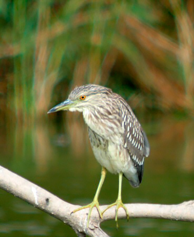 Martinet de Nit (Nycticorax Nycticorax) 1de24