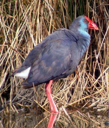 Polla blava (Porphyrio porphyrio)