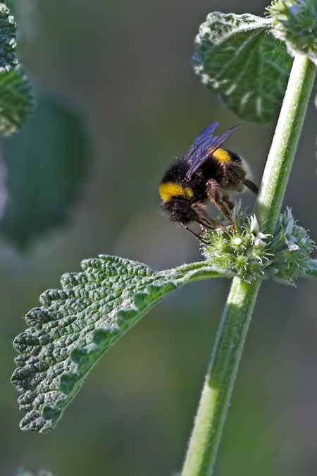 Abella (Apis mellifica)