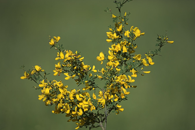 Ginestell (Sarothamnus catalaunicus)