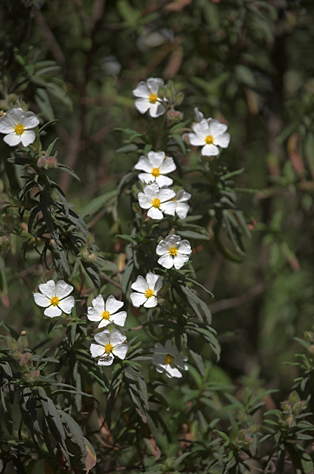 Estepa negra (Cistus monspeliensis)