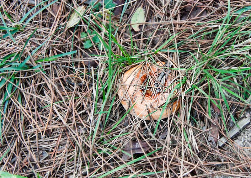 Rovelló (Lactarius Sanguifluus)