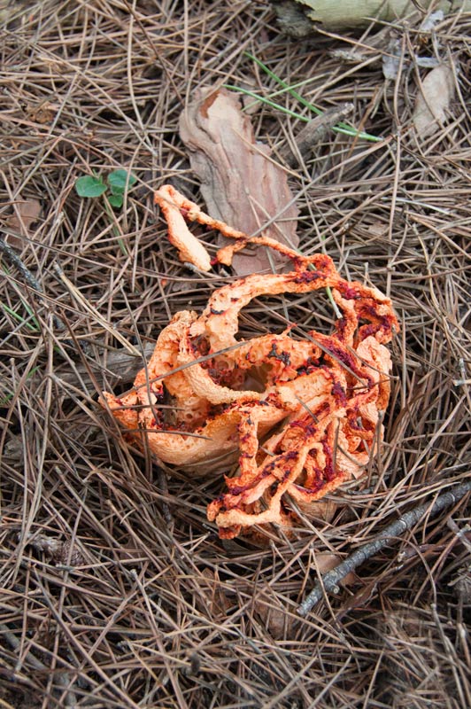 Gita de bruixa (Clathrus ruber)