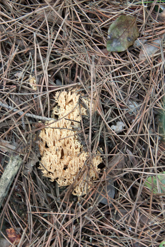 Peu de rata (Ramaria Botrytis)???