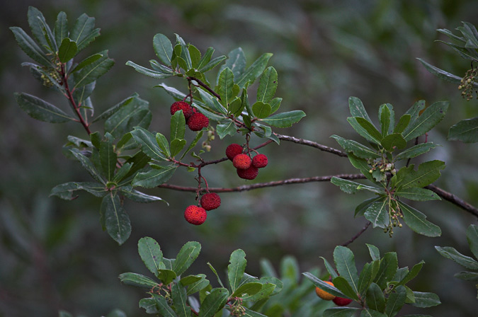 Arboç (Arbutus unedo)  3 de 5