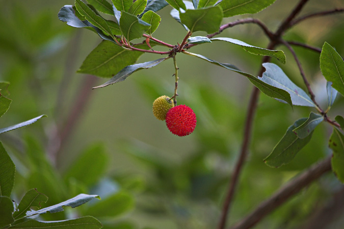 Arboç (Arbutus unedo)  5 de 5