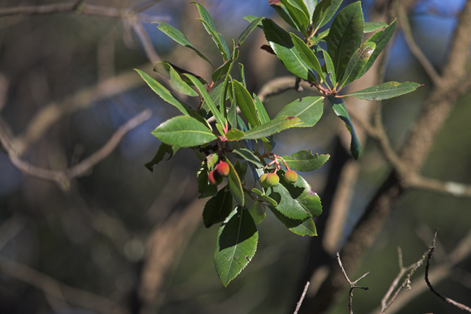 Arboç (Arbutus unedo)