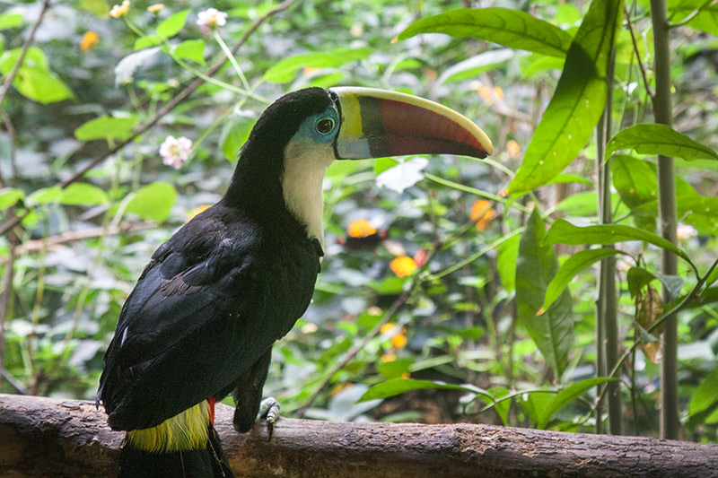 Ramphastos tucanus