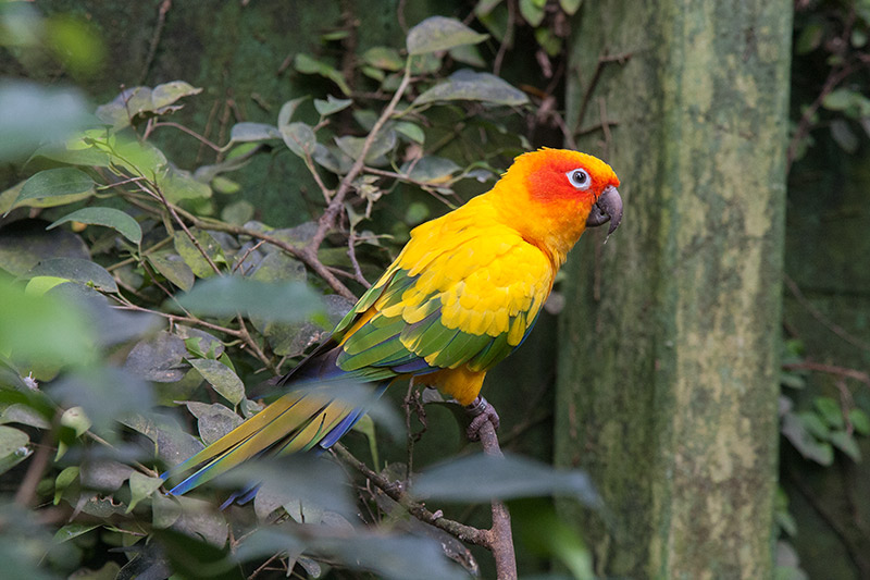 Aratinga solstitialis