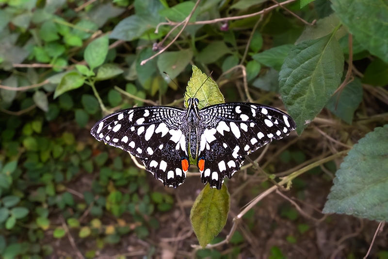 Papilio demoleus