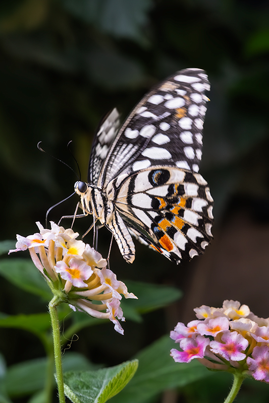 Papilio demoleus
