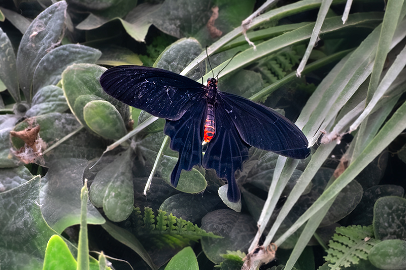Pachliopta kotzebuea