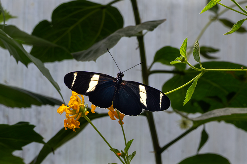 Heliconius doris