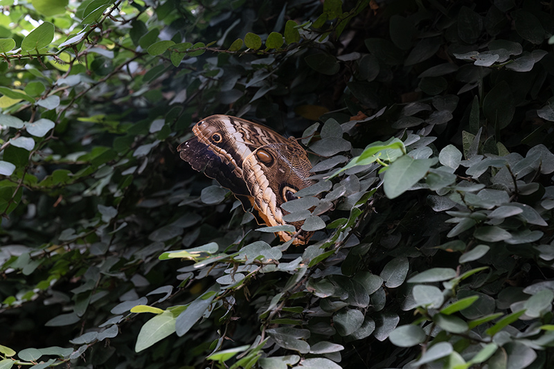 Caligo atreus