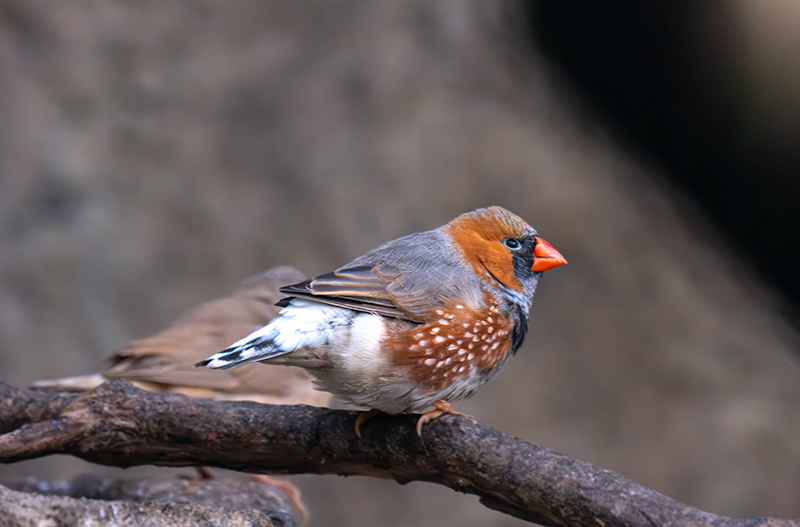 Poephila acuticauda