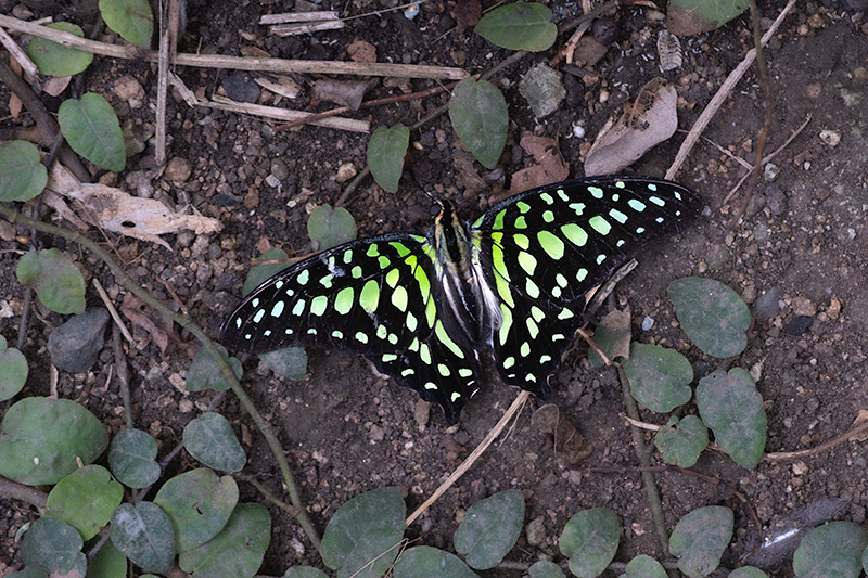 Graphium agamemnon