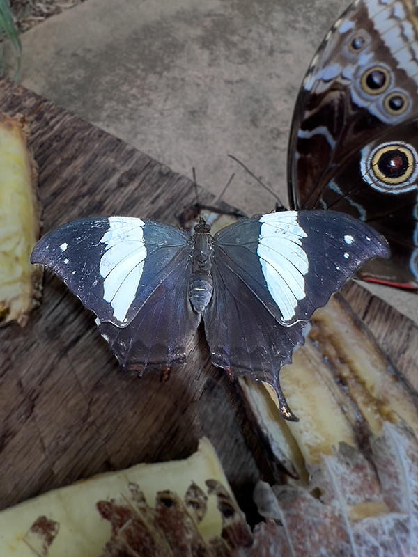 Hypna clytemnestra