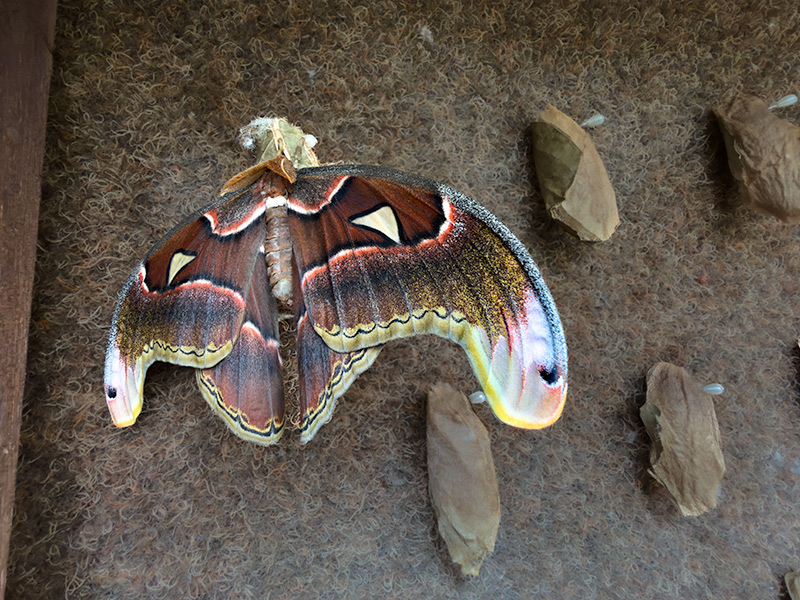 Attacus atlas