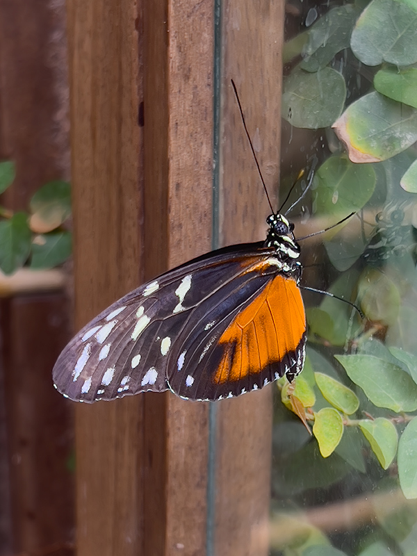Heliconius hecale