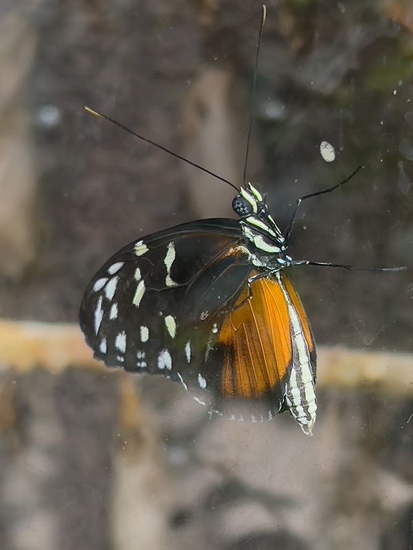 Heliconius hecale
