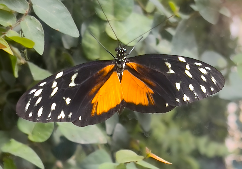 Heliconius hecale