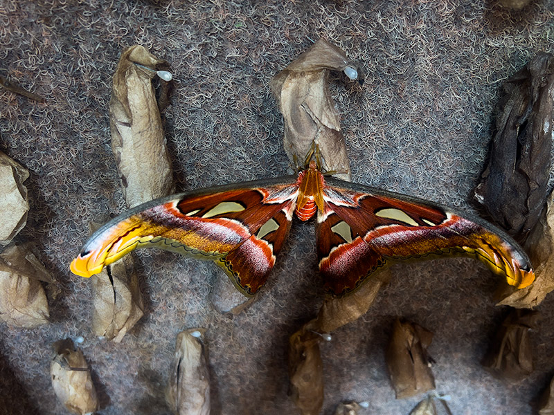 Attacus atlas III