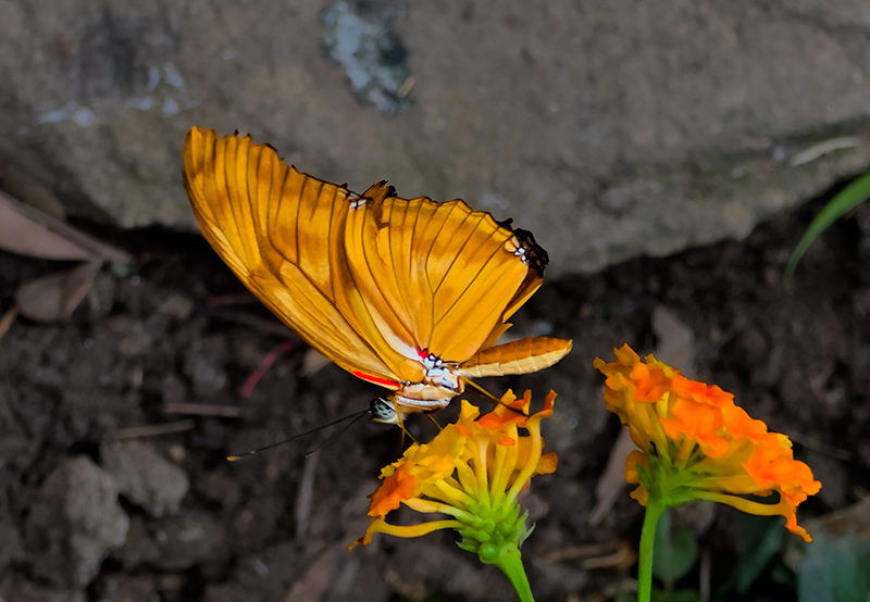 Dryas iulia